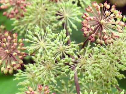 A close-up of 'Sun King' Aralia reveals clusters of small, delicate white flowers blooming amidst vibrant golden leaves.
