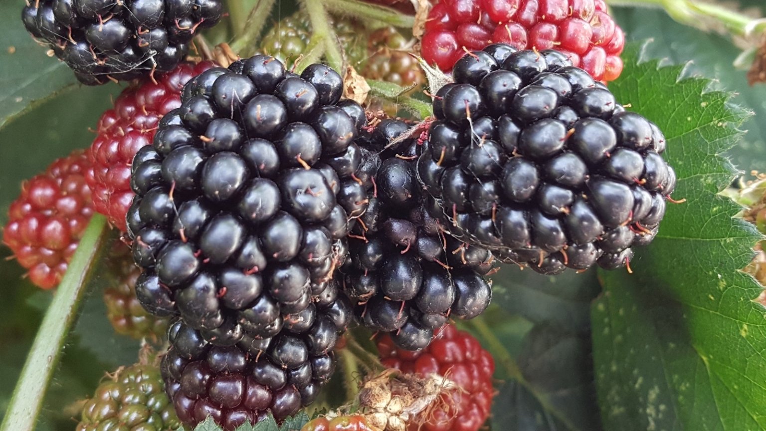 How to Grow Blackberries in Raised Beds 9 Pro Tips