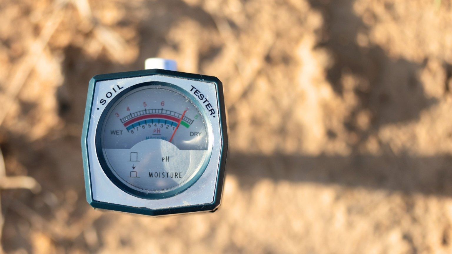 A Comprehensive Guide to Growing Blueberries in Raised Beds