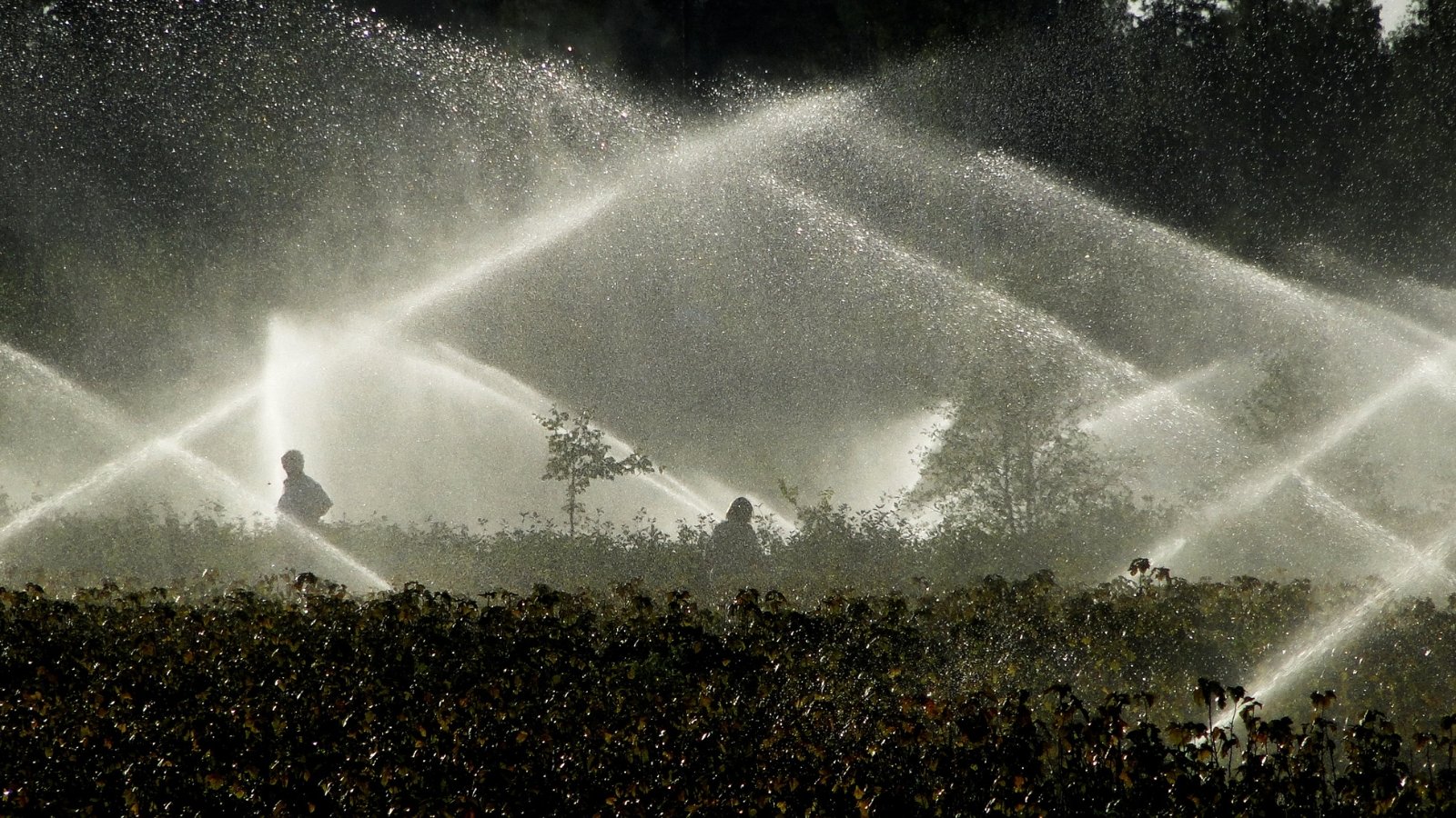 A close-up of a sprinkler irrigation system in a berry field, water droplets glisten in the light, soaking the soil as shadows lengthen across the dimly lit area.