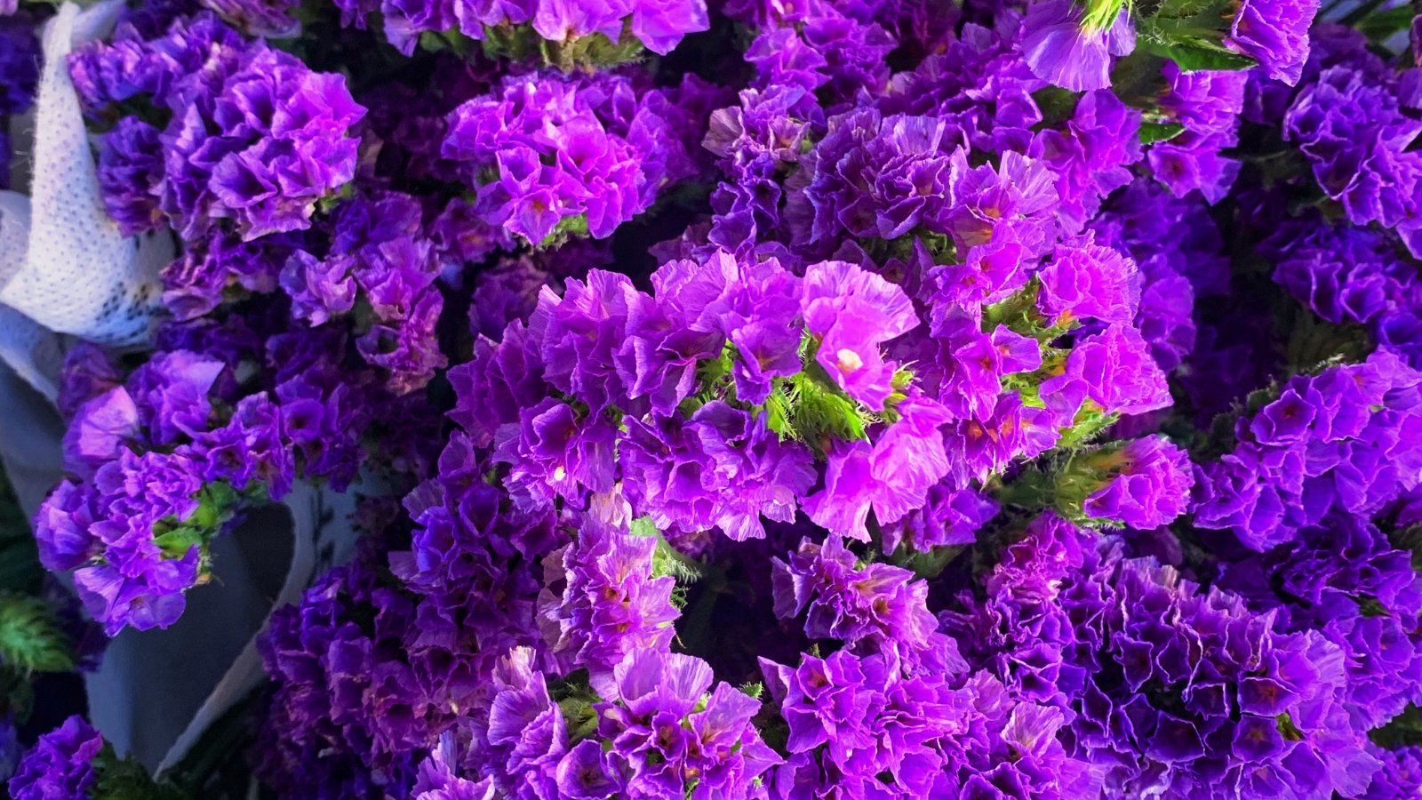 A bouquet of deep purple 'Fortress Purple' statice flowers bathed in soft light.