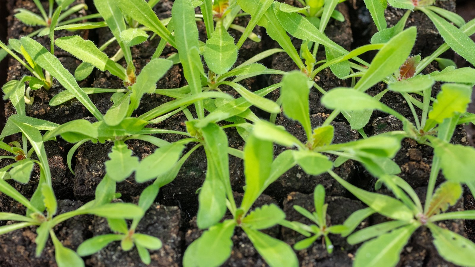 Young statice seedlings feature fuzzy green leaves growing under soft sunlight.