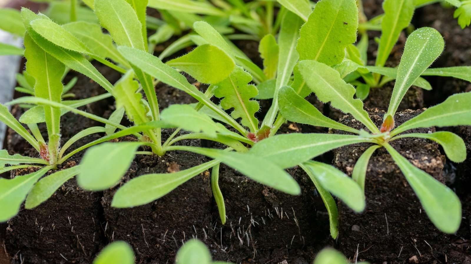 Statice seedlings flourish in rich, dark soil; their green leaves and stems emerging from the earth.