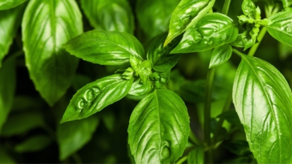 How to Plant, Grow, and Care for Basil