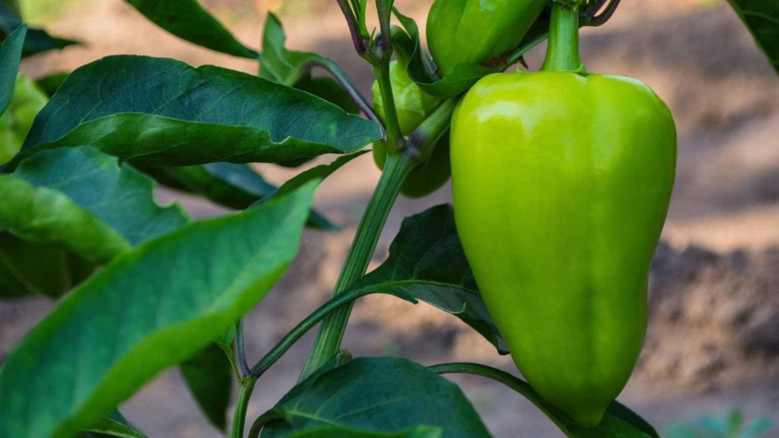 How to Grow Peppers in Raised Beds for an Abundant Harvest