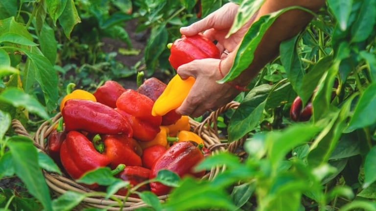How and When to Harvest Peppers