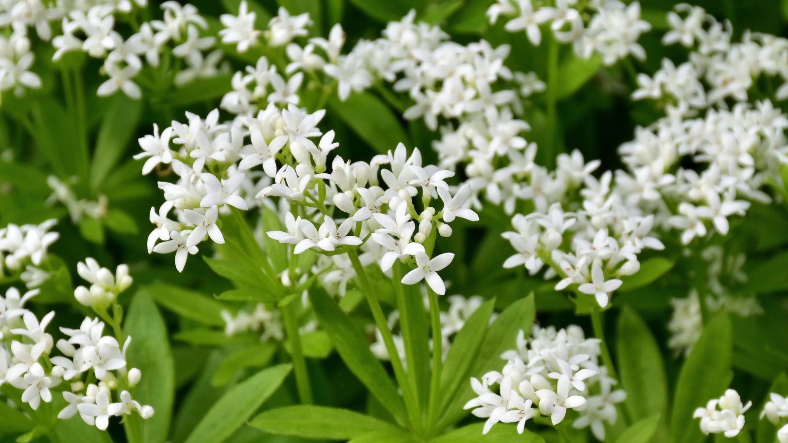 A close-up of Sweet Woodruff plants, featuring delicate white flowers with star-like petals and clusters of green leaves spiraling around the stems.
