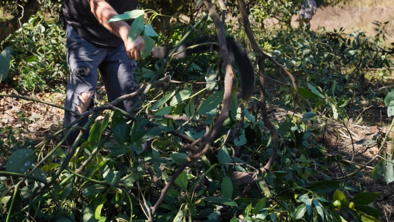 How to Plant, Grow, and Care for 'Bacon' Avocado Trees
