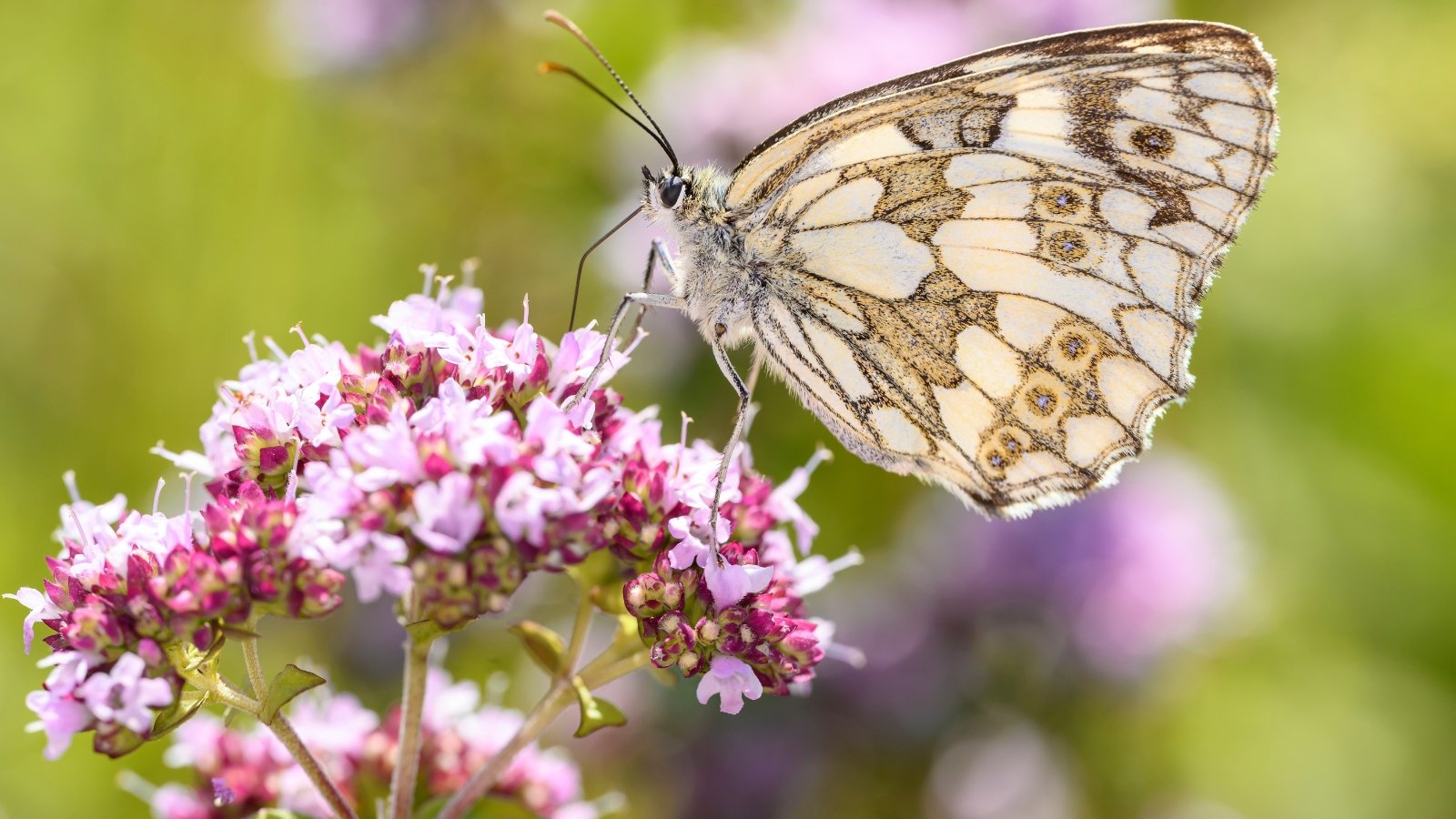 A brown butterfly rests gracefully on a cluster of vibrant pink statice flowers in full bloom.