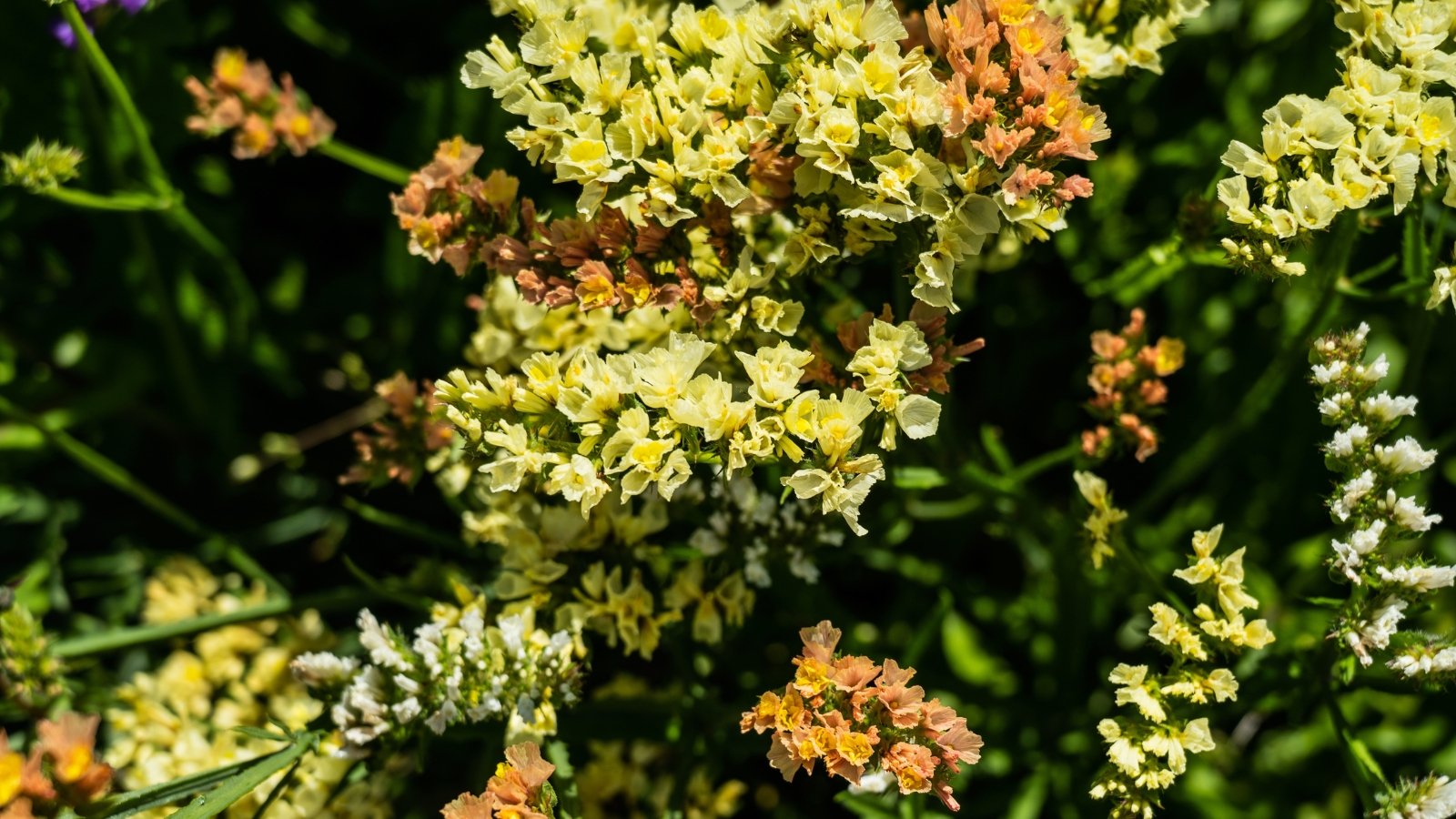 Green and peach statice flowers, illuminated by warm sunlight, create a vibrant display of contrasting colors.