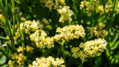 Clusters of yellow statice flowers and leaves illuminated by bright sunlight.