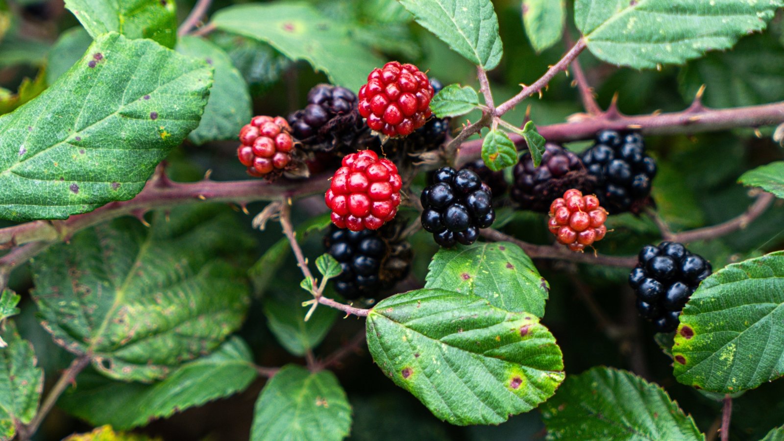 Thorny blackberry plant features serrated, dark green leaves that provide contrast to their clusters of glossy, dark purple to black fruits.