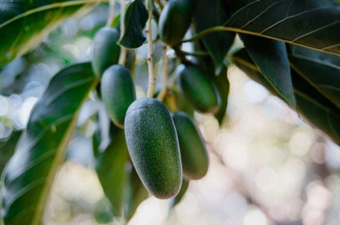 Ripe, green 'Bacon' avocados, oblong in shape, nestled among vibrant green leaves in natural light.