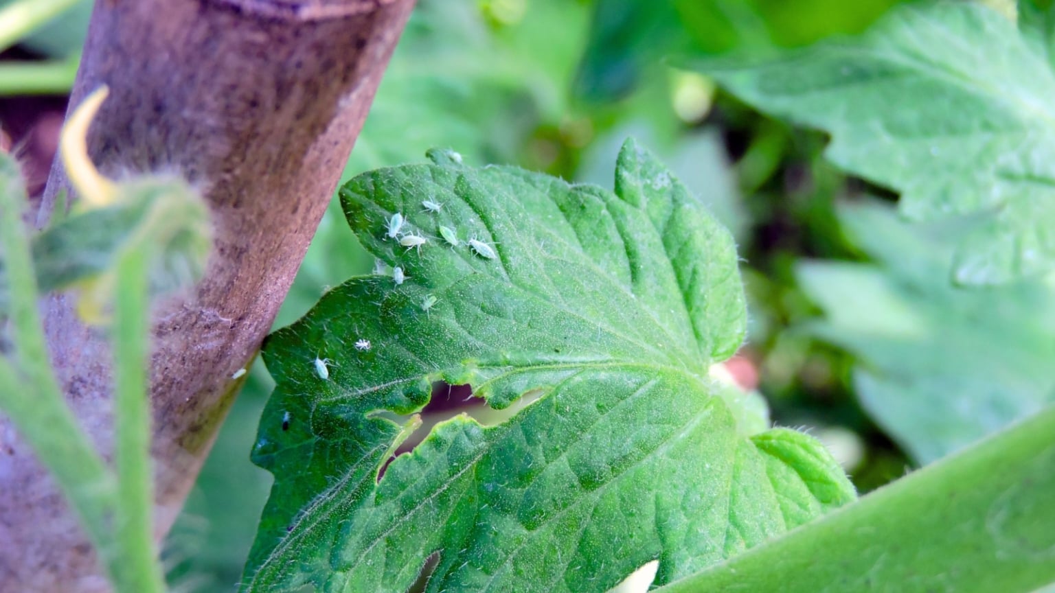 View of How to Plant, Grow, and Care for 'San Marzano' Tomatoes