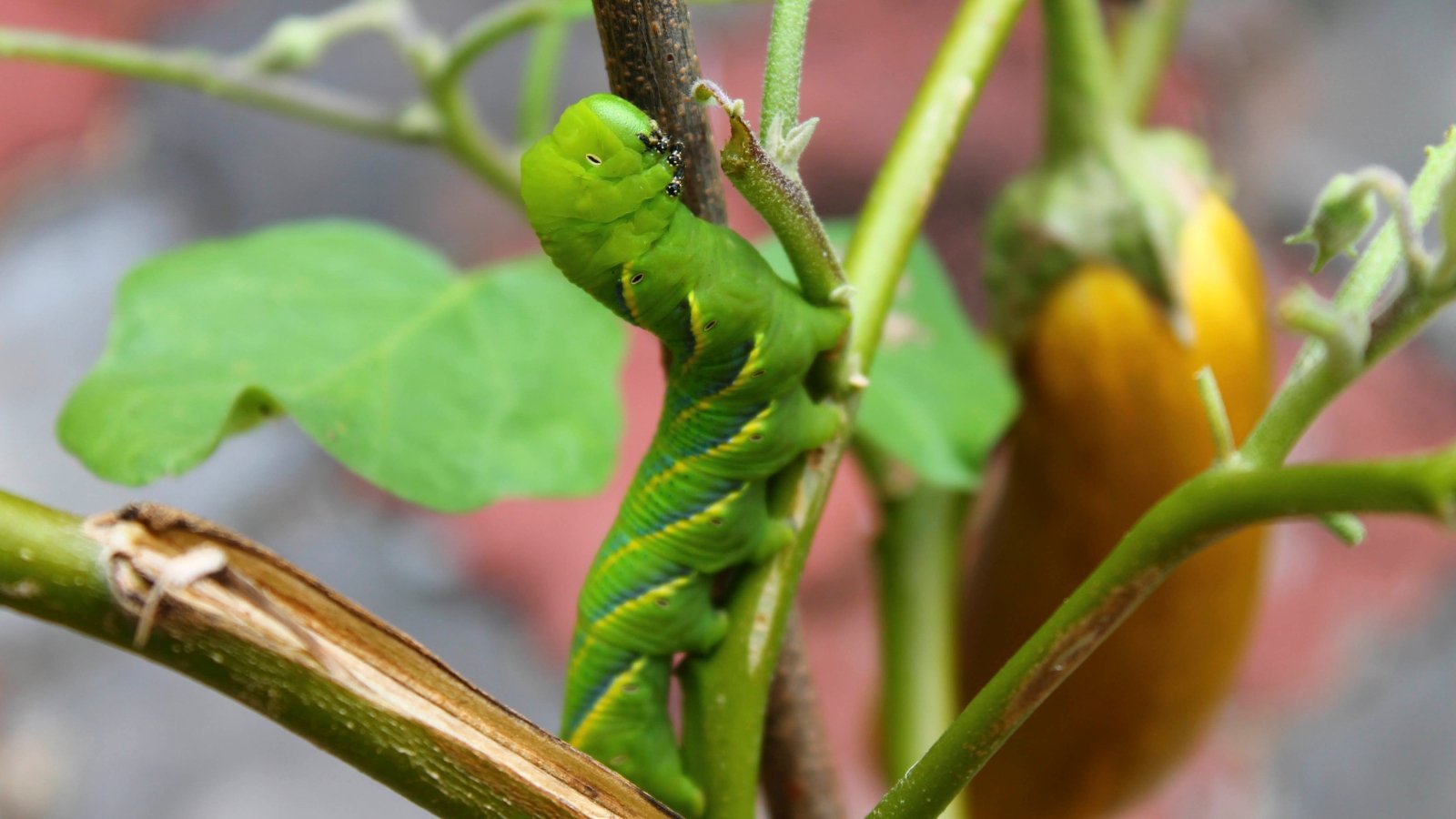 The hornworm is a large, green caterpillar with diagonal white stripes along its sides and a prominent horn-like protrusion at its rear end.