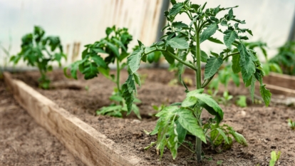 How to Plant, Grow, and Care for 'Celebrity' Tomatoes