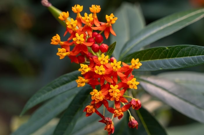 Shouldn't grow tropical milkweed, showing narrow, lance-shaped leaves and clusters of small, vibrant orange-yellow flowers.
