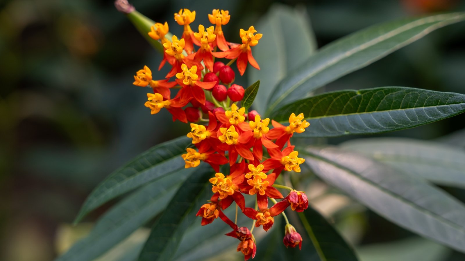 Shouldn't grow tropical milkweed, showing narrow, lance-shaped leaves and clusters of small, vibrant orange-yellow flowers.