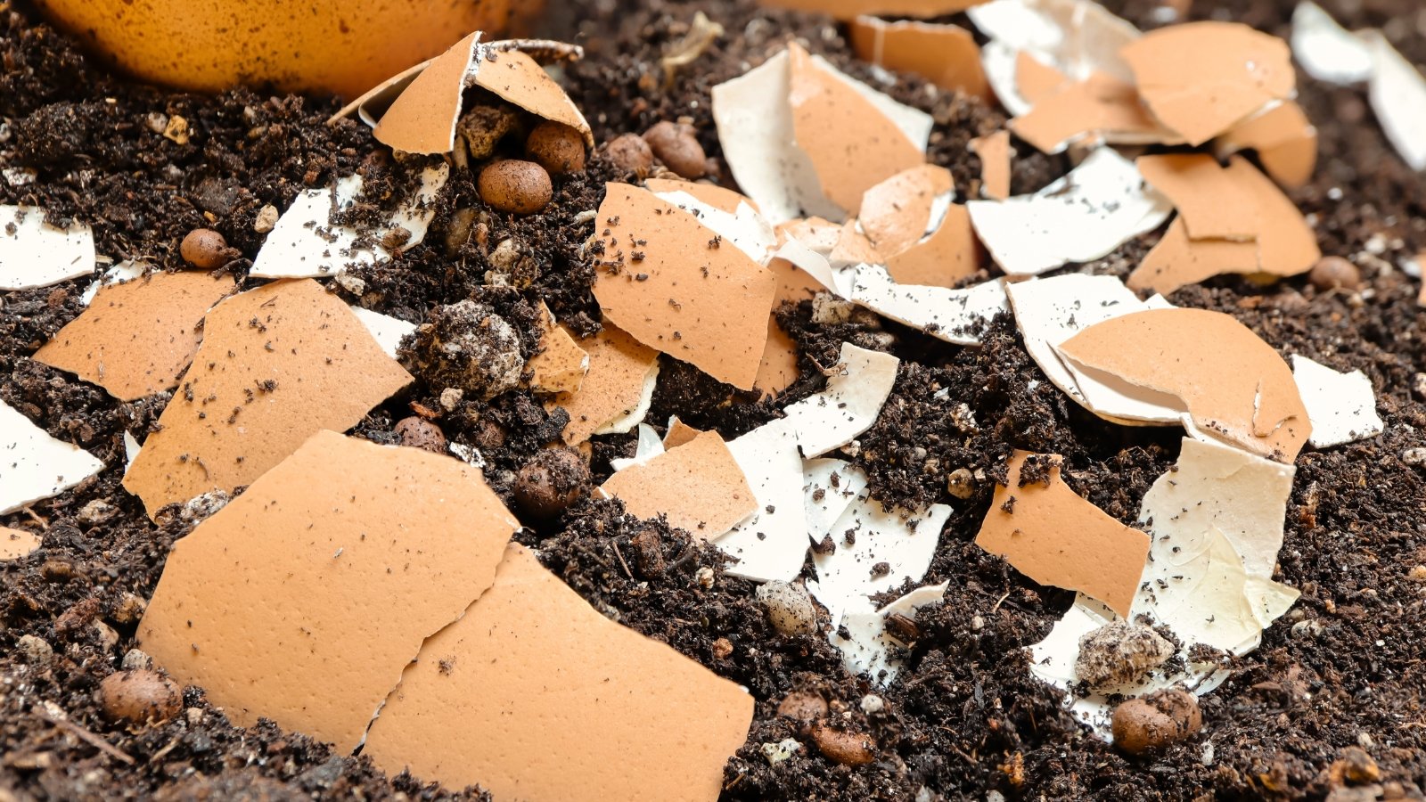 Closeup of crushed eggshell on soil used as fertilizer.