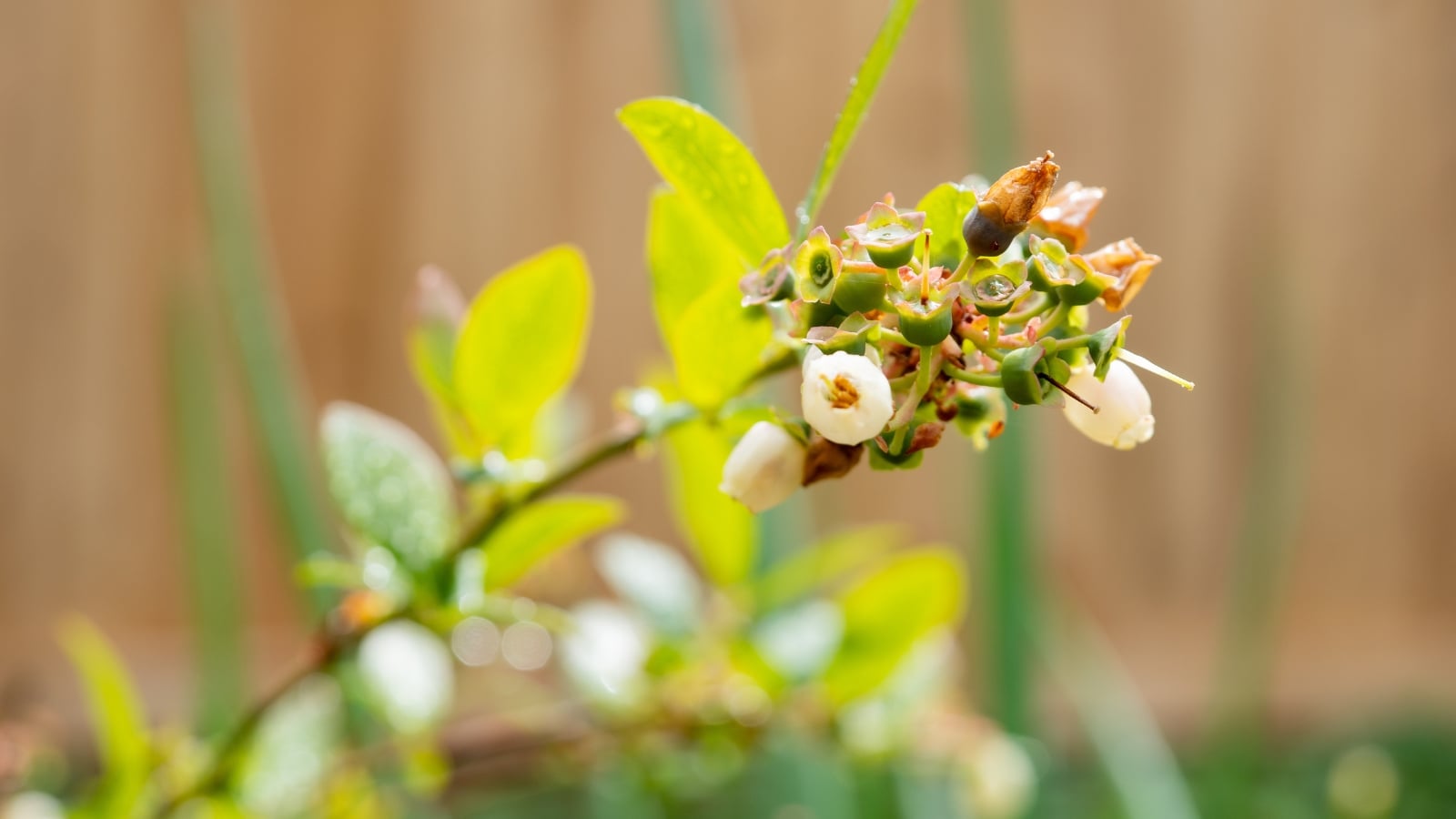 The blueberry plant has upright, branching stems, smooth-edged, oval leaves, and delicate white to pinkish flowers.