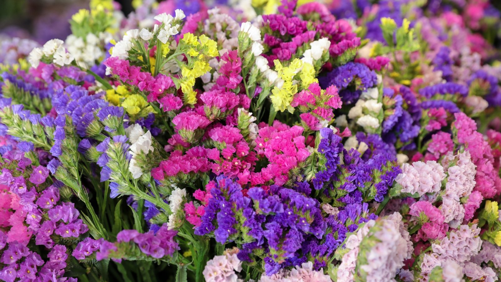 A colorful bouquet featuring statice flowers in hues of purple, pink, white, and yellow.