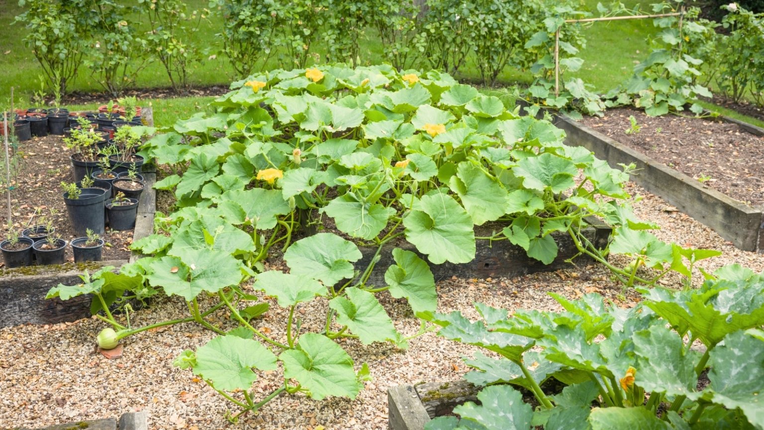 How to Grow Squash in Raised Beds 9 Pro Tips