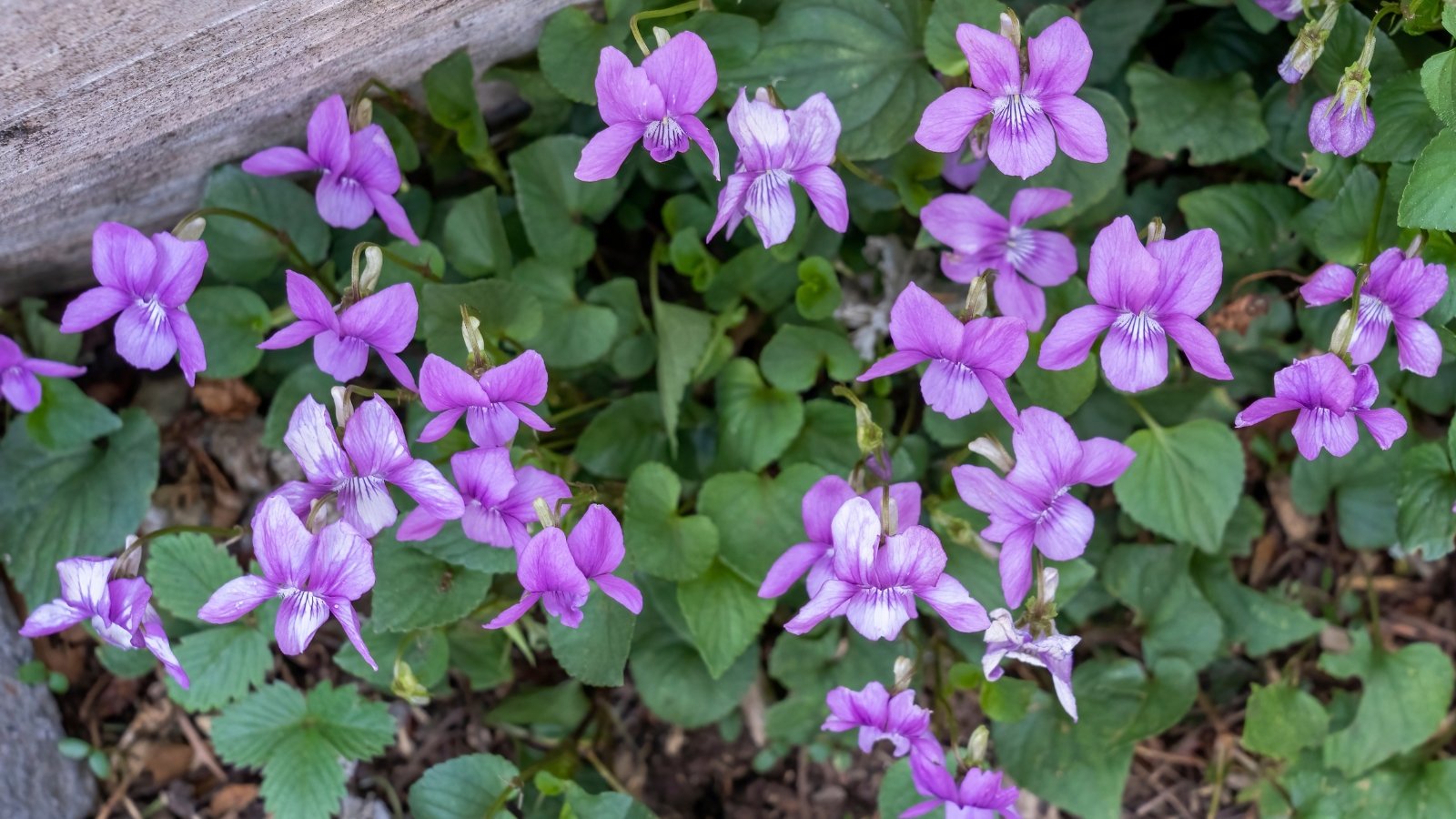 A close-up of Common Blue Violet plants displays charming violet flowers with delicate white centers, each petal displaying gentle ripples, while the leaves, heart-shaped and veined, are a vibrant green.