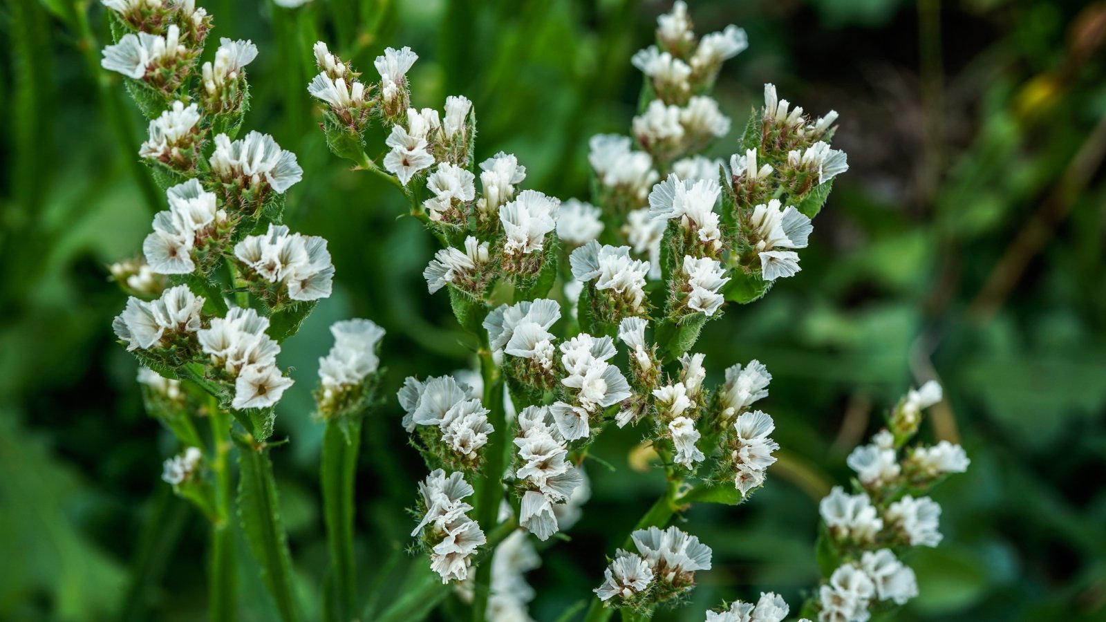 White statice flowers in full bloom contrast beautifully with a soft, blurred backdrop of lush green foliage.
