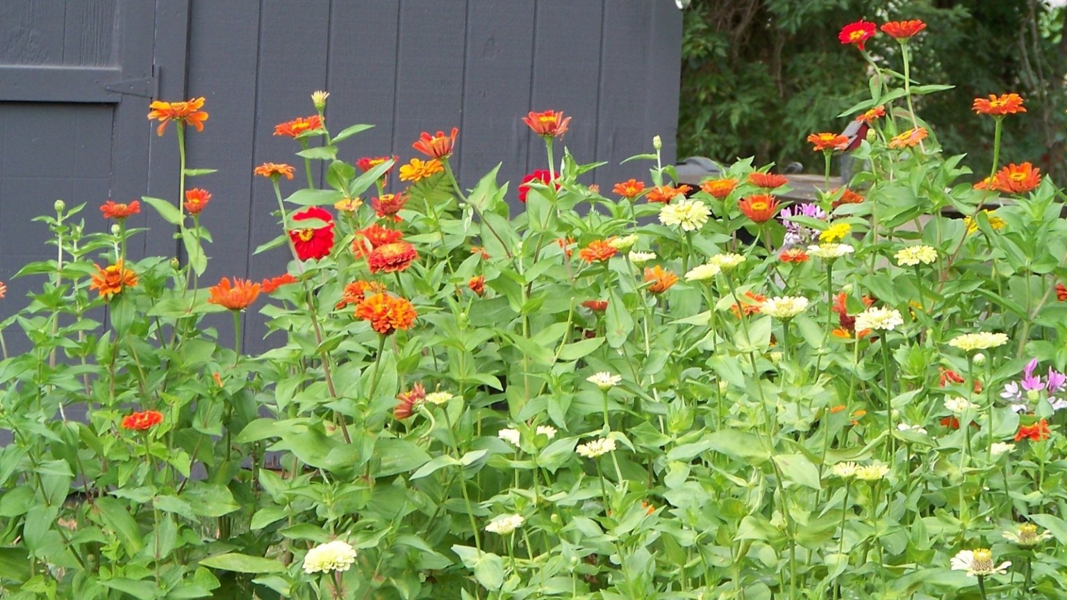 21 Best Flowers for Growing in Raised Beds