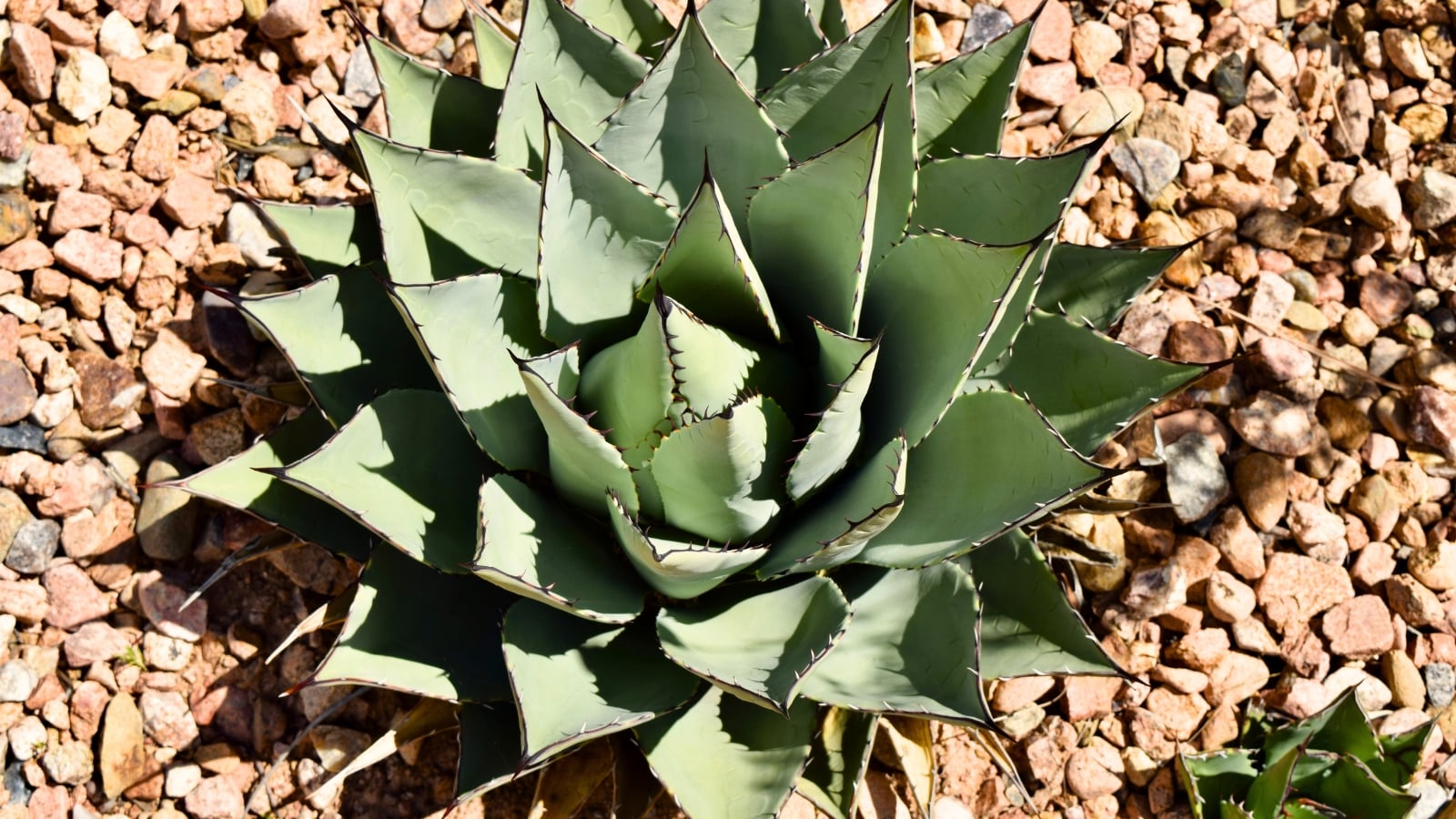 The agave plant planted in sandy-gravel soil in a sunny garden, features thick, succulent leaves arranged in a rosette pattern, each leaf with sharp, spiky edges and a blue-green hue.