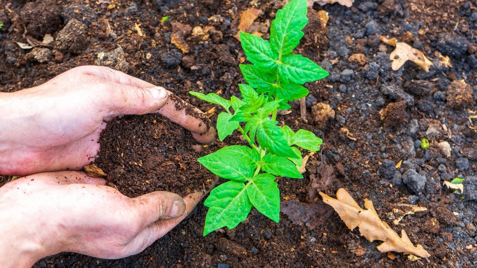 Close-up of a gardener's hands applying compost to a young tomato seedling in the garden.