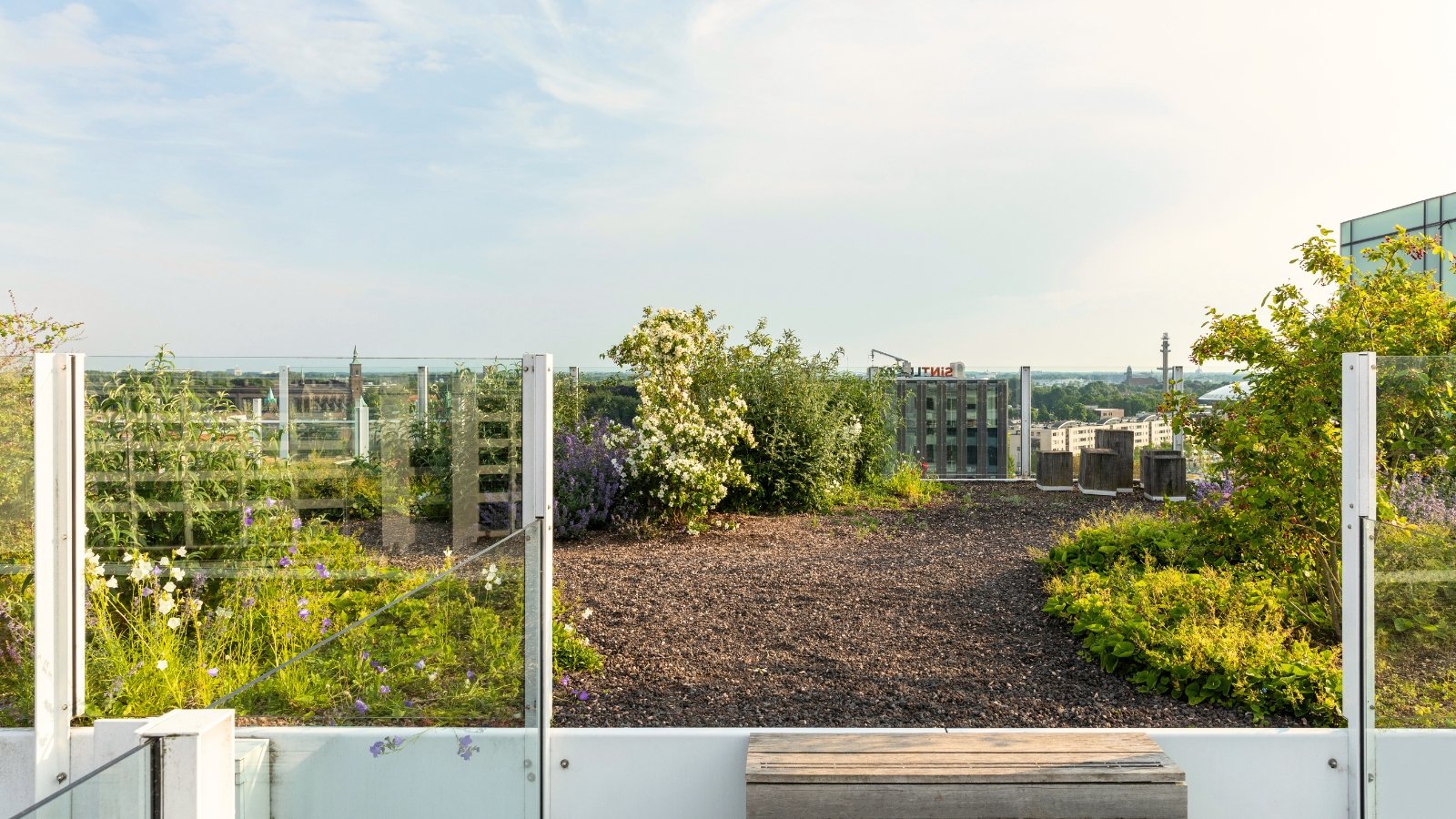 A beautiful garden on a level flat roof, with glass fencing elements, and growing flowering bushes, annuals and perennials.