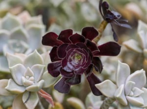 Black succulent aeonium with green echeverias in the garden.