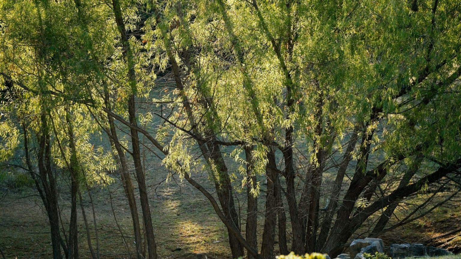 How To Plant Grow And Care For Willow Trees