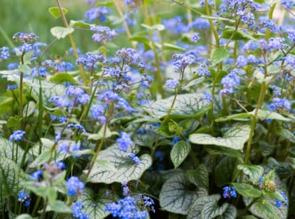 The Brunnera plant features heart-shaped, silver-green leaves with prominent dark green veins and delicate, small blue flowers resembling forget-me-nots.