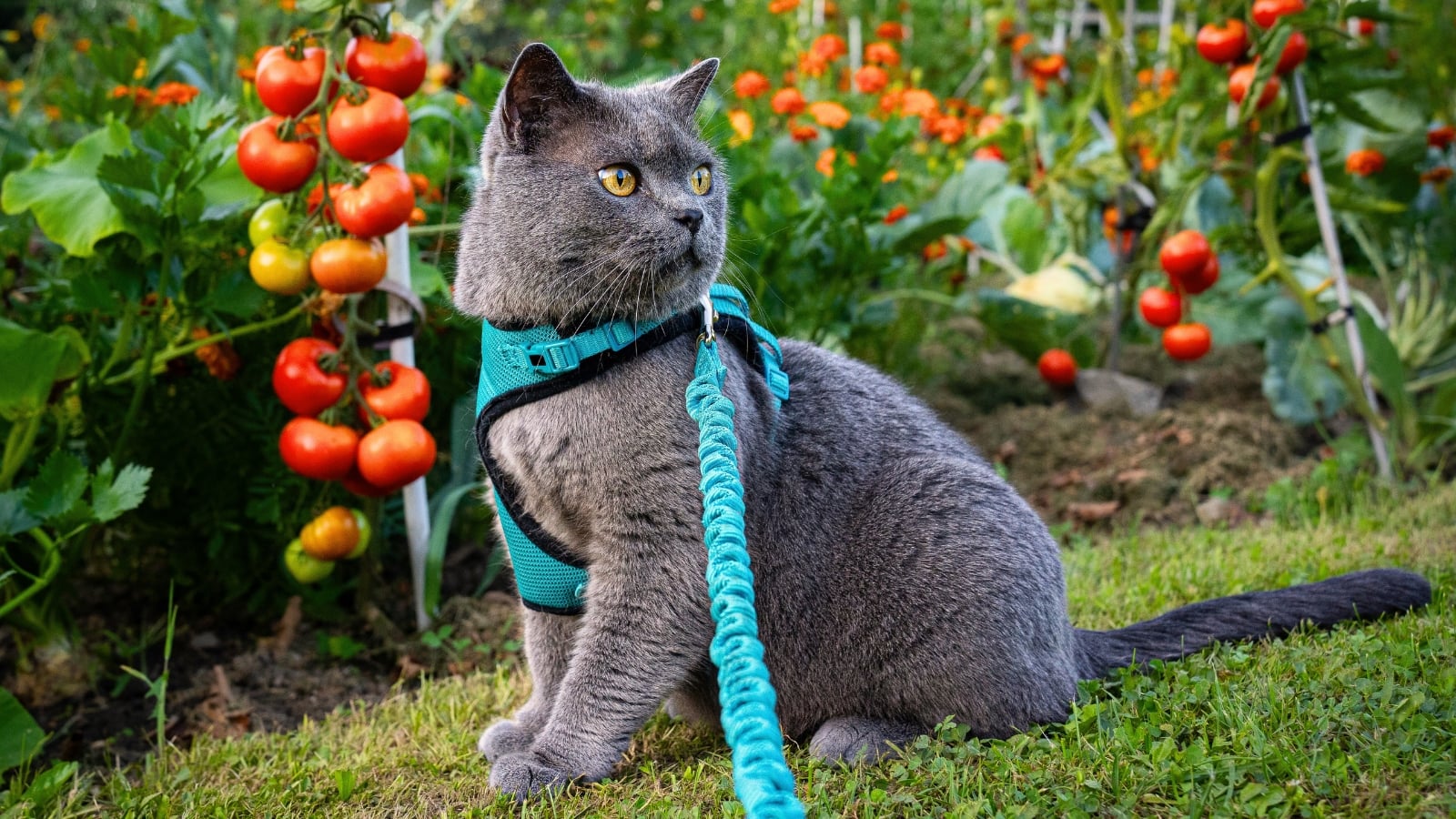 cat in the tomato garden, appearing to have gray fur while wearing a harness and leash while sitting on the grass