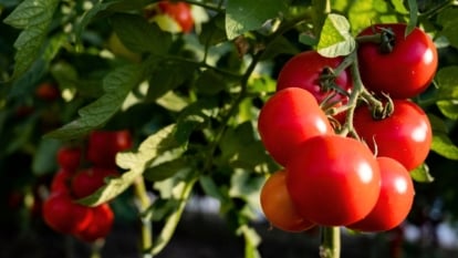 How to Plant, Grow, and Care for 'Celebrity' Tomatoes