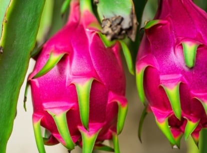 The Dragon Fruit plant features sprawling, green, fleshy stems with pronounced ridges and striking, bright pink fruits adorned with green scales.
