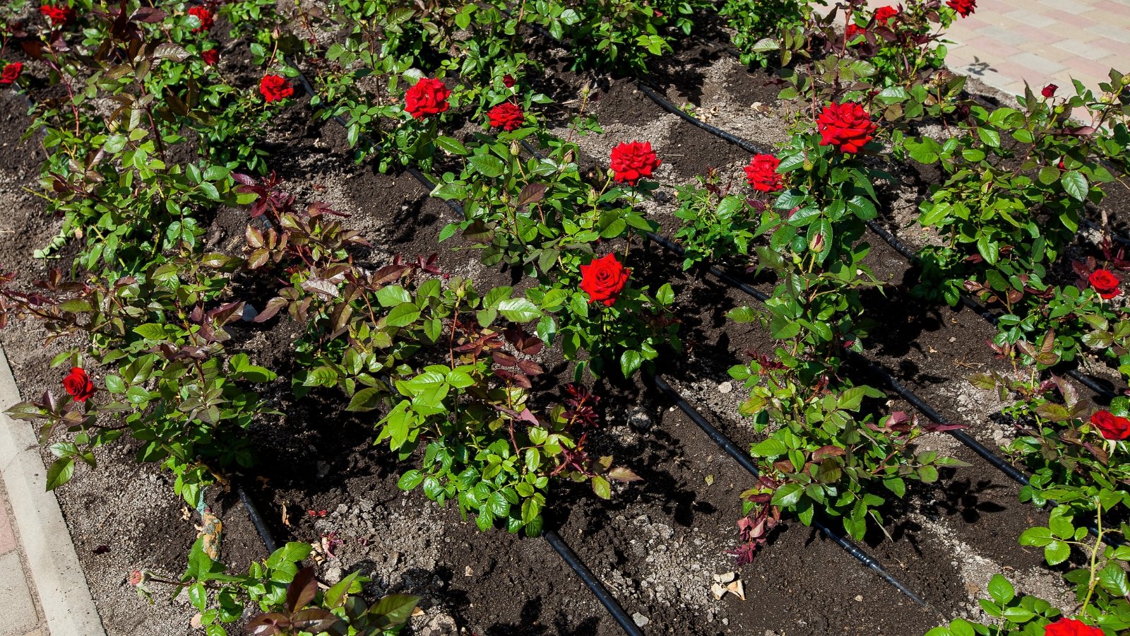 Garden bed with flowering red rose bushes, featuring black hoses laid out for drip irrigation.