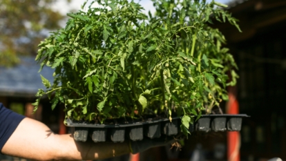 How to Plant, Grow, and Care for 'Celebrity' Tomatoes
