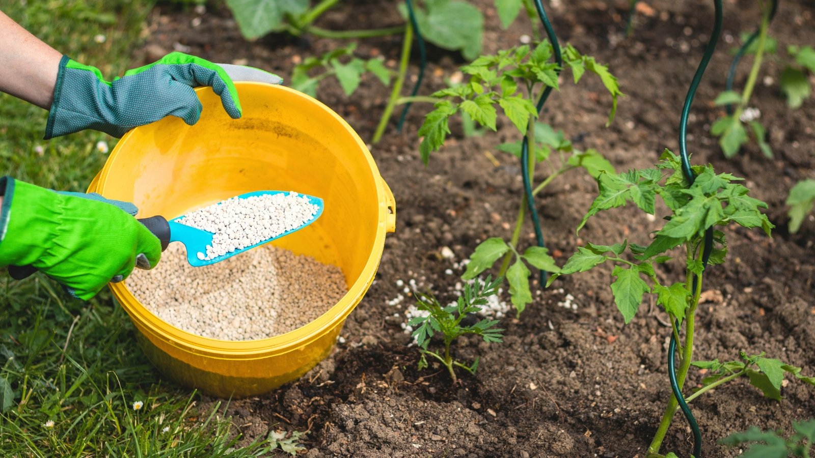 Close-up of a gardener in blue gloves with a blue spatula and a yellow bucket fertilizing tomato plants with granular fertilizers in a garden bed.