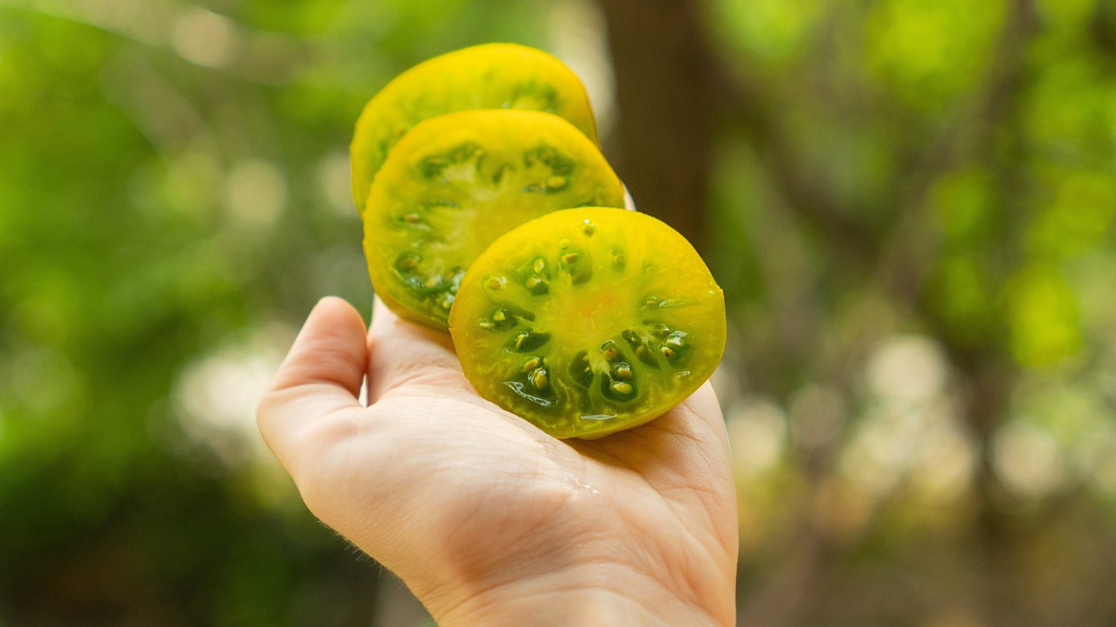 Close-up of a woman's hand with cut slices of a 'Green Zebra' tomato which reveals vibrant green flesh with a pattern of light green to yellow streaks, encircling small, juicy seed cavities.