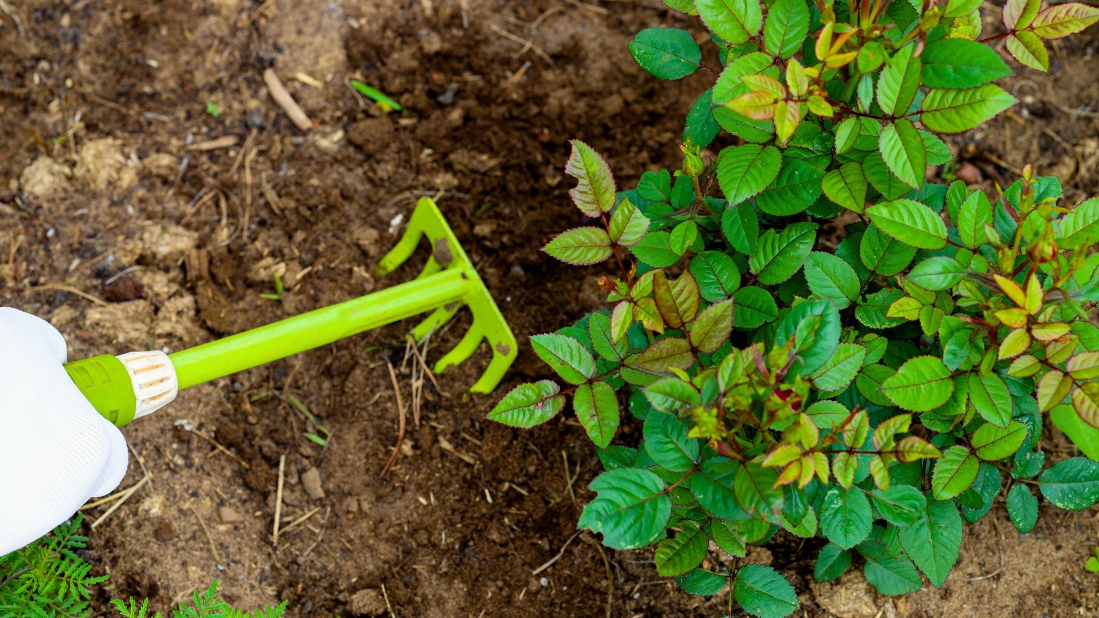 Close-up of a gardener's hand loosening the soil at the base of a bush with a green rake.