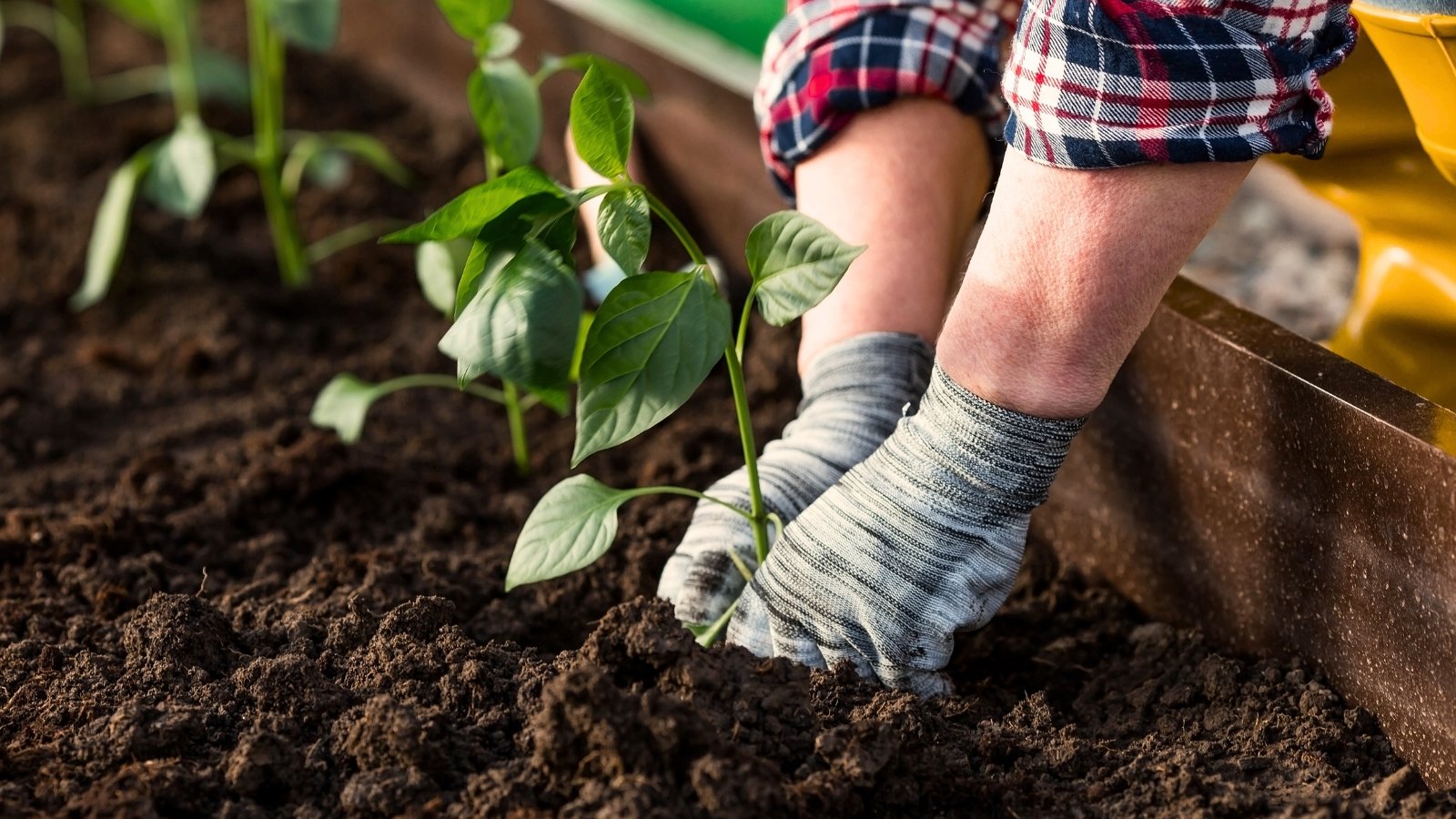 Close-up of male hands in gray gloves planting young pepper seedlings with oval green leaves and vertical stems.
