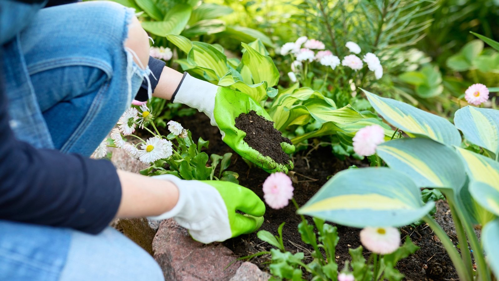 Close-up of a woman adding compost to a freshly transplanted hosta plant in a flower bed.