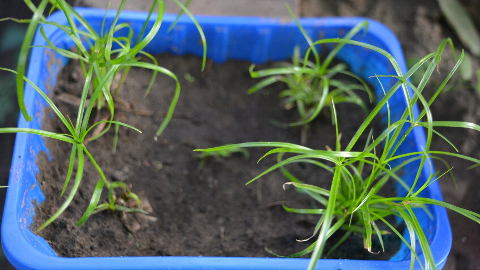 Close-up of young Cyperus papyrus seedlings with thin, long, grass-like leaves in a blue square container.