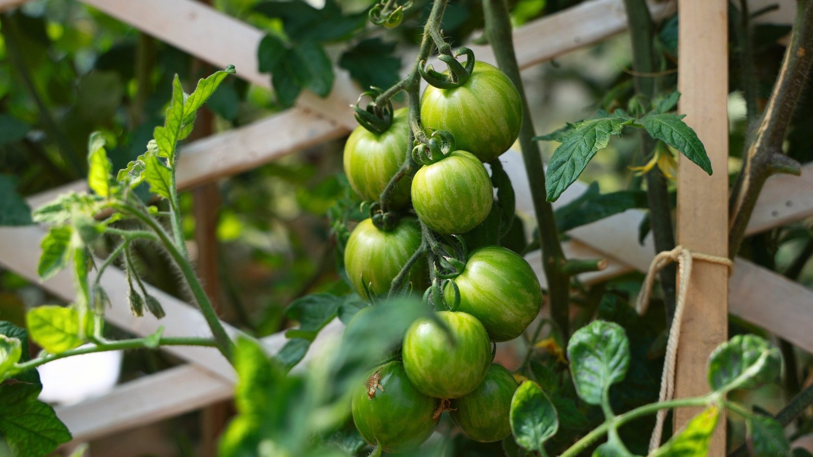 The 'Green Zebra' tomato plant features sturdy green stems, lush, deeply lobed leaves, and round fruits with green-striped skins.