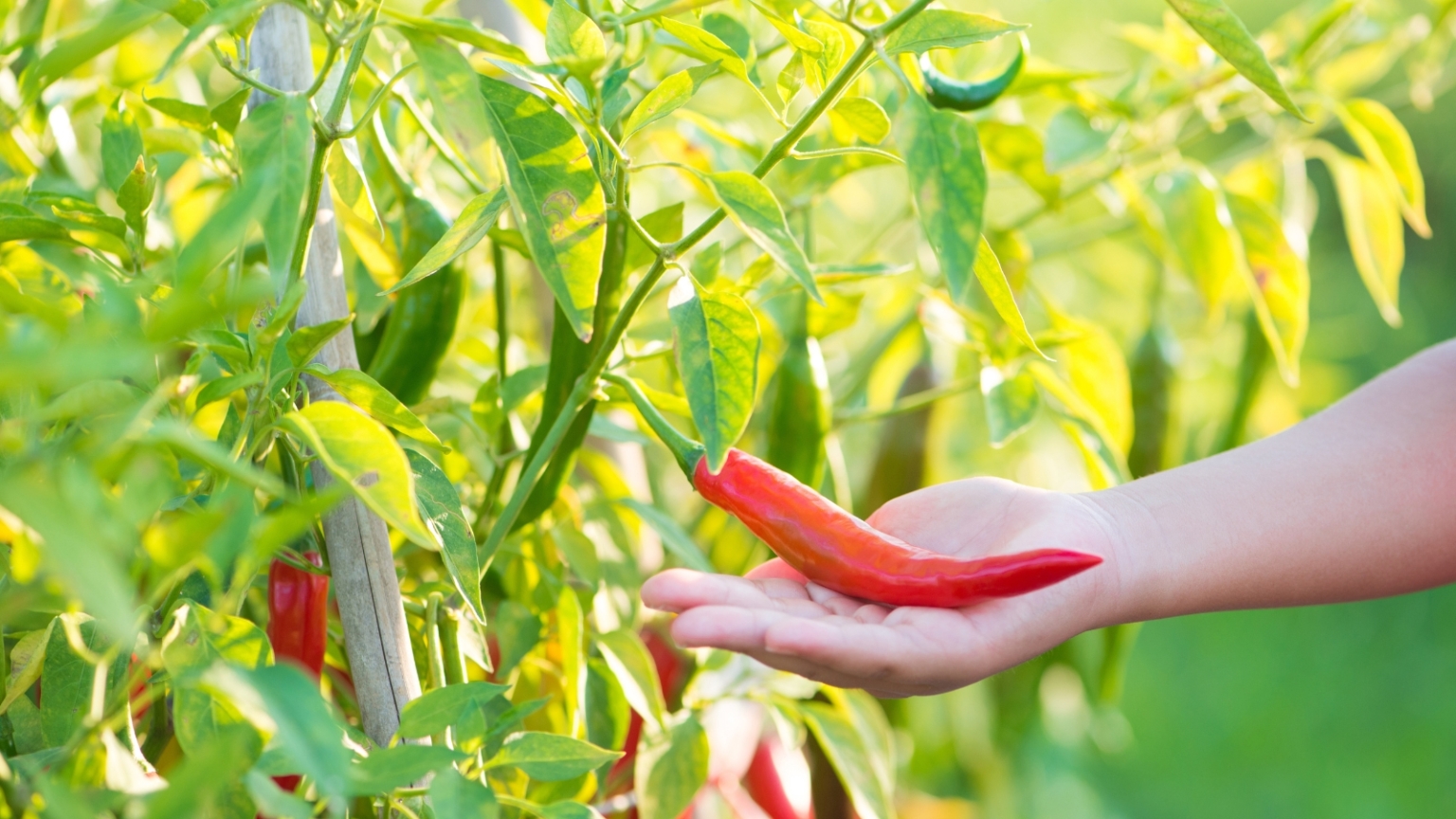 How to Prune Pepper Plants To Increase Your Harvest