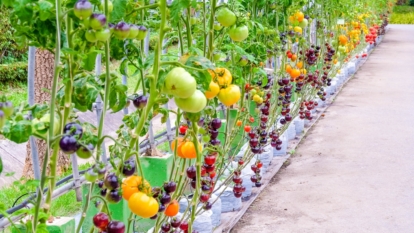 How to Plant, Grow, and Care for Heirloom Tomatoes