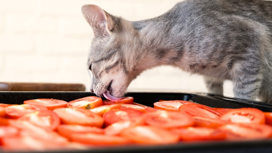 View of Are Tomato Plants Toxic To Dogs and Cats?